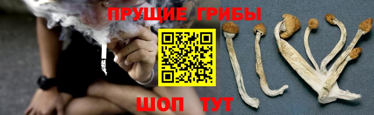 Псилоцибиновые грибы GOLDEN TEACHER Вышний Волочёк